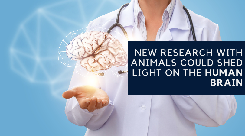 对动物的新研究可能会揭示人类大脑