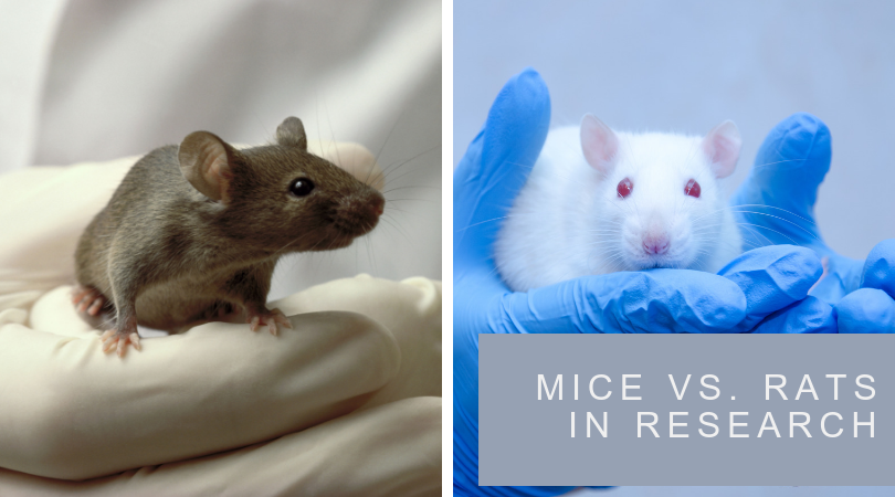 研究中的小鼠和大鼠:有什么不同?