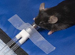 接受异氟醚麻醉的黑色实验小鼠