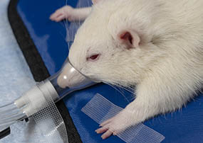 接受异氟醚麻醉的白色实验室大鼠