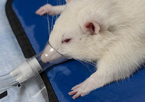 异氟醚麻醉的白色实验鼠