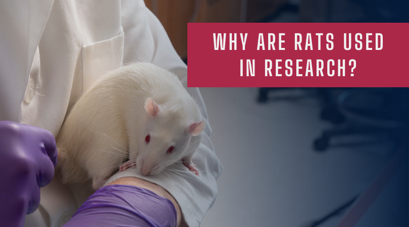 为什么在研究中使用老鼠?